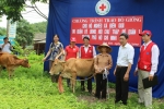 Hội Chữ thập đỏ Lào Cai: Trao 10 con bò giống cho các gia đình nghèo huyện Bát Xát