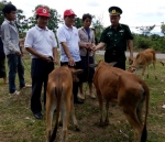 Hướng Hóa: 20 hộ nghèo xã Thuận và Tân Thành được nhận bò giống sinh sản.
